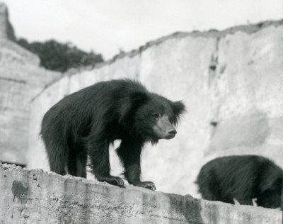 A Sloth Bear Looks Down from Its Enclosure in Front of the Mappin Terraces, London Zoo by Frederick William Bond
